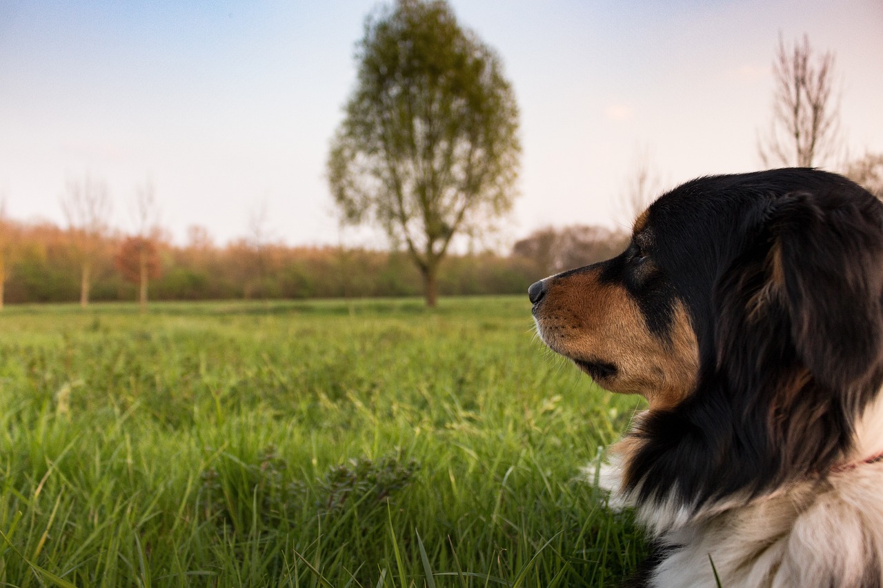 Abenteuerliches Agility Training mit Kind und Hund: Ein unvergessliches Erlebnis