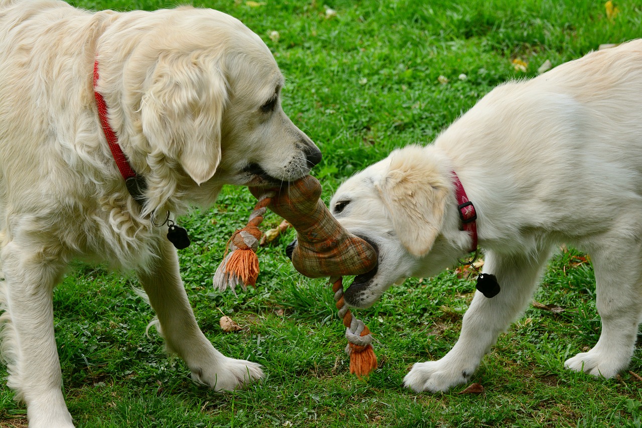 Ein Hund beschäftigt sich mit einem Puzzle-Spielzeug zur mentalen Stimulation. Diese Spielzeuge fördern die Intelligenz und sorgen für geistige Auslastung, was Verhaltensproblemen vorbeugen kann.