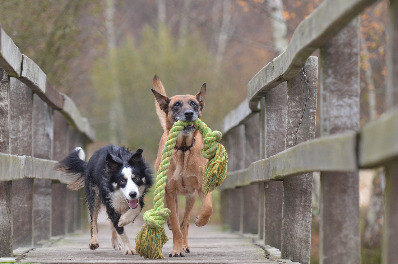 DIY-Spielideen für Hunde und Kinder