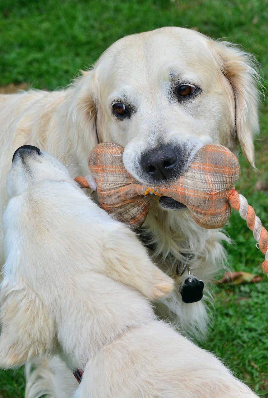 Interaktives Hundespielzeug: So bleibt Dein Hund geistig und körperlich fit