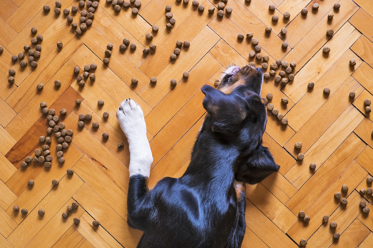 gesunde Ernährung für Hunde