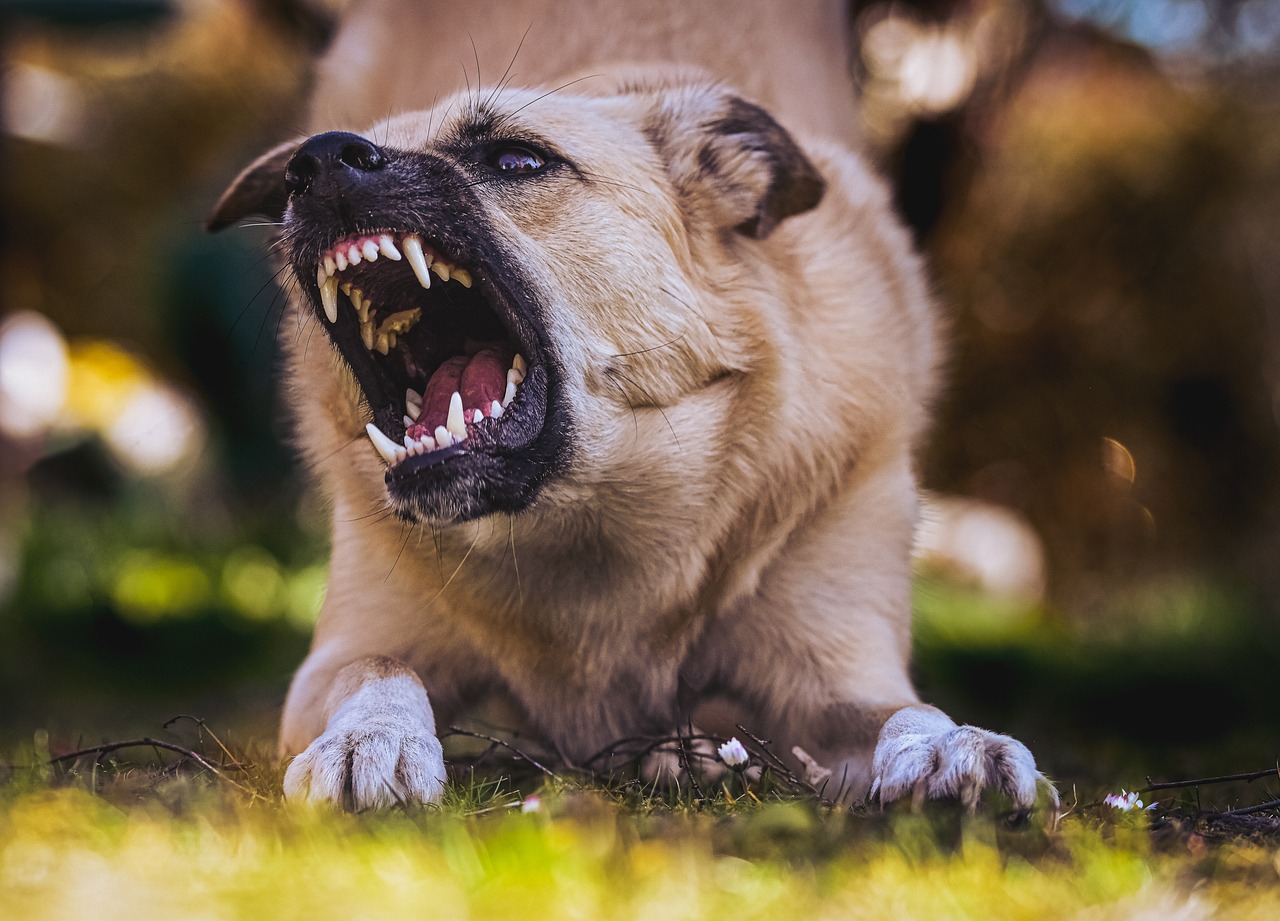 So gewöhnst Du Deinem Hund das Beißen ab