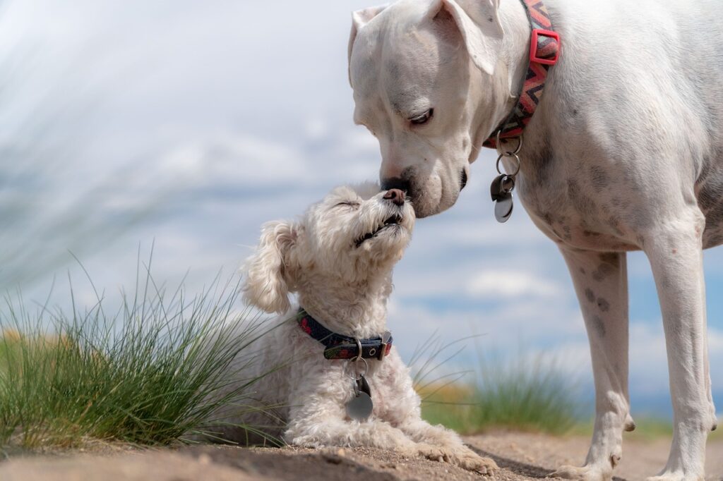 Hunde Spielen Sicherheit