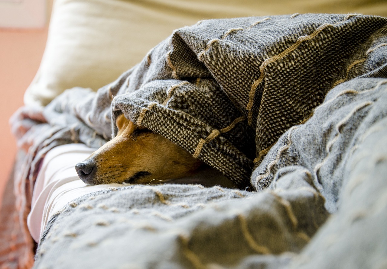 Hunde-Reisebett: Komfort & Sicherheit für unterwegs!