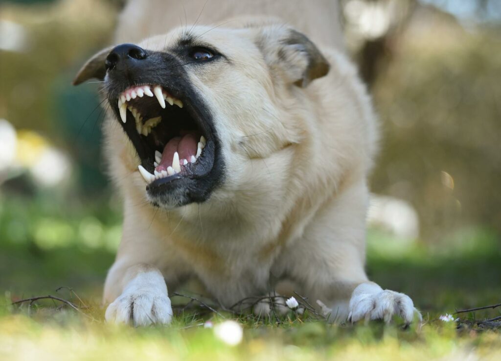 A close-up of an aggressive dog growling outdoors, showcasing sharp teeth and intense expression.